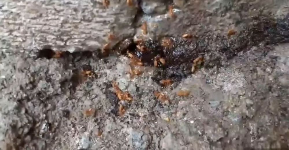 Alami pakai 3 bahan dapur, begini trik ampuh basmi rayap hingga tuntas di perabot kayu