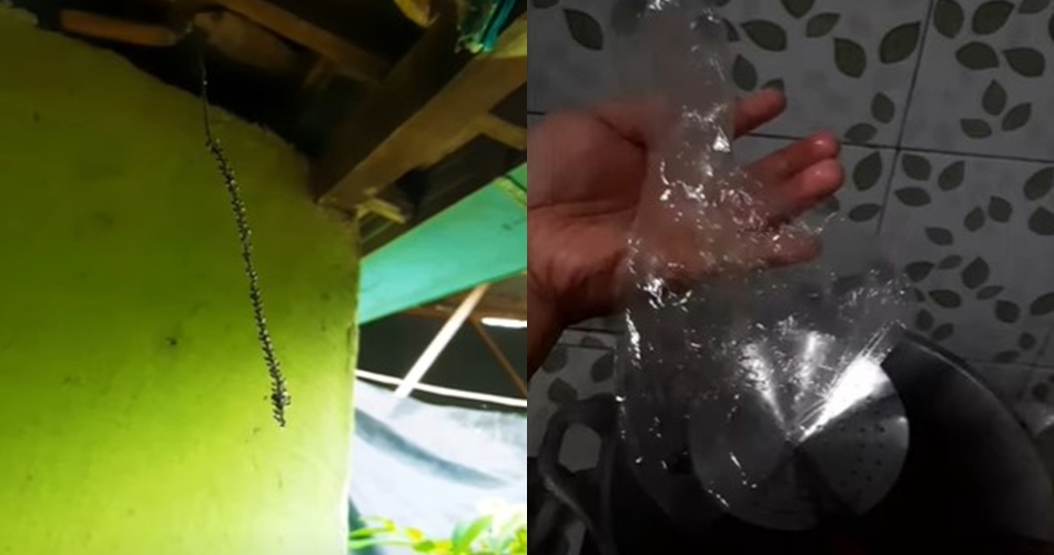 Cara ampuh membasmi serangga rengit tanpa semprotan atau alat khusus, cukup manfaatkan 1 bahan dapur