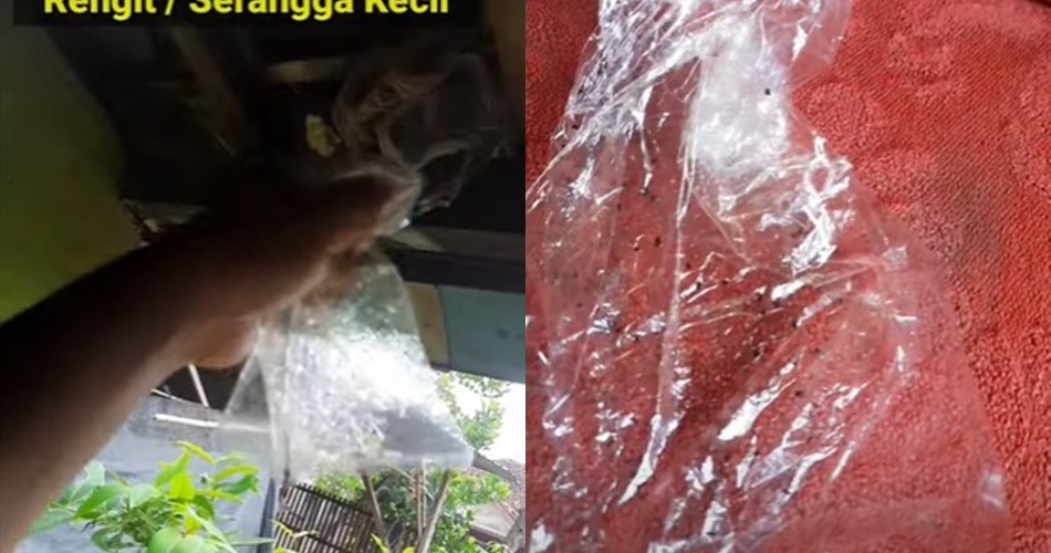 Cara ampuh membasmi serangga rengit tanpa semprotan atau alat khusus, cukup manfaatkan 1 bahan dapur