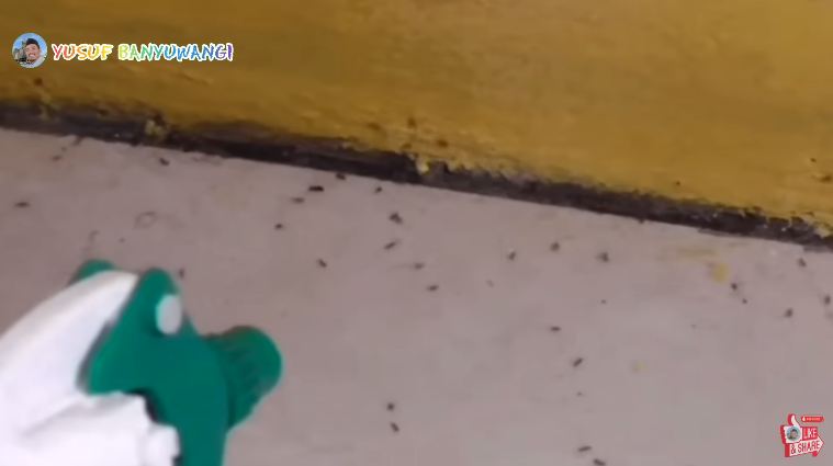 Tak perlu dibunuh, begini cara ampuh mengusir semut cuma pakai 2 bahan dapur