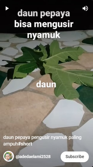 Cuma pakai 1 jenis sayuran, ini cara ampuh mengusir nyamuk tanpa asap