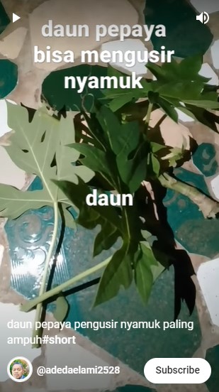 Cuma pakai 1 jenis sayuran, ini cara ampuh mengusir nyamuk tanpa asap