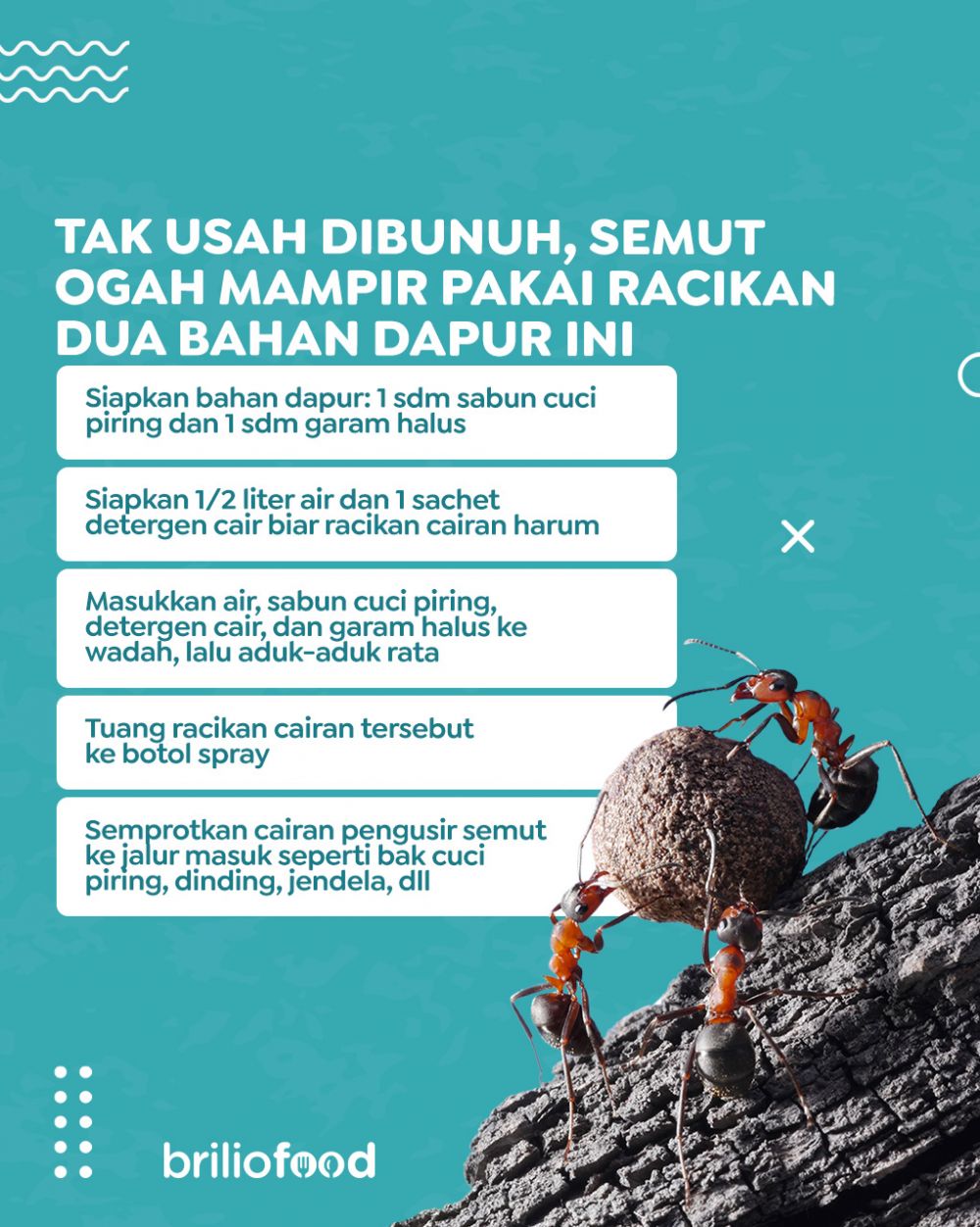 Tak perlu dibunuh, begini cara ampuh mengusir semut cuma pakai 2 bahan dapur