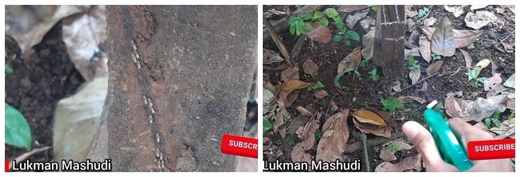 Lebih ramah lingkungan, ini trik mengusir rayap di pintu atau perabot kayu hanya pakai 2 bahan dapur