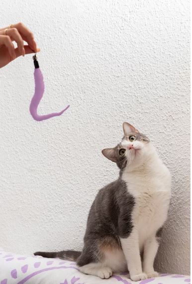 11 Arti mimpi digigit kucing menurut primbon Jawa © 2023 brilio.net