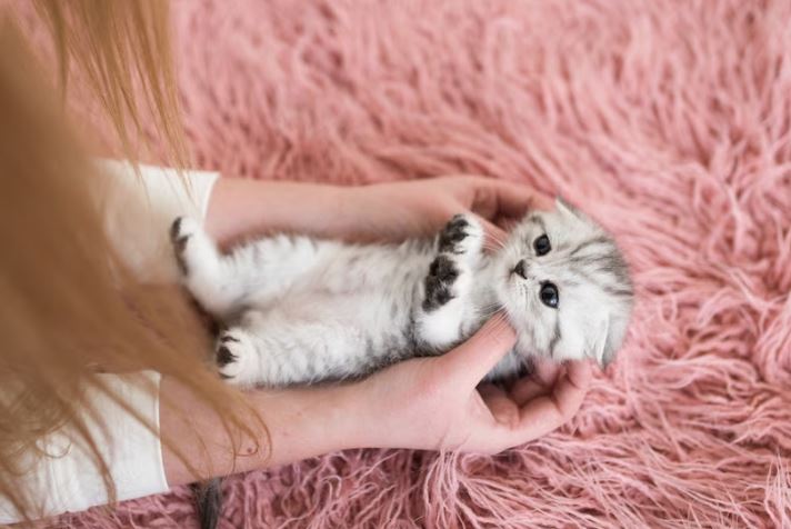 11 Arti mimpi digigit kucing menurut primbon Jawa © 2023 brilio.net