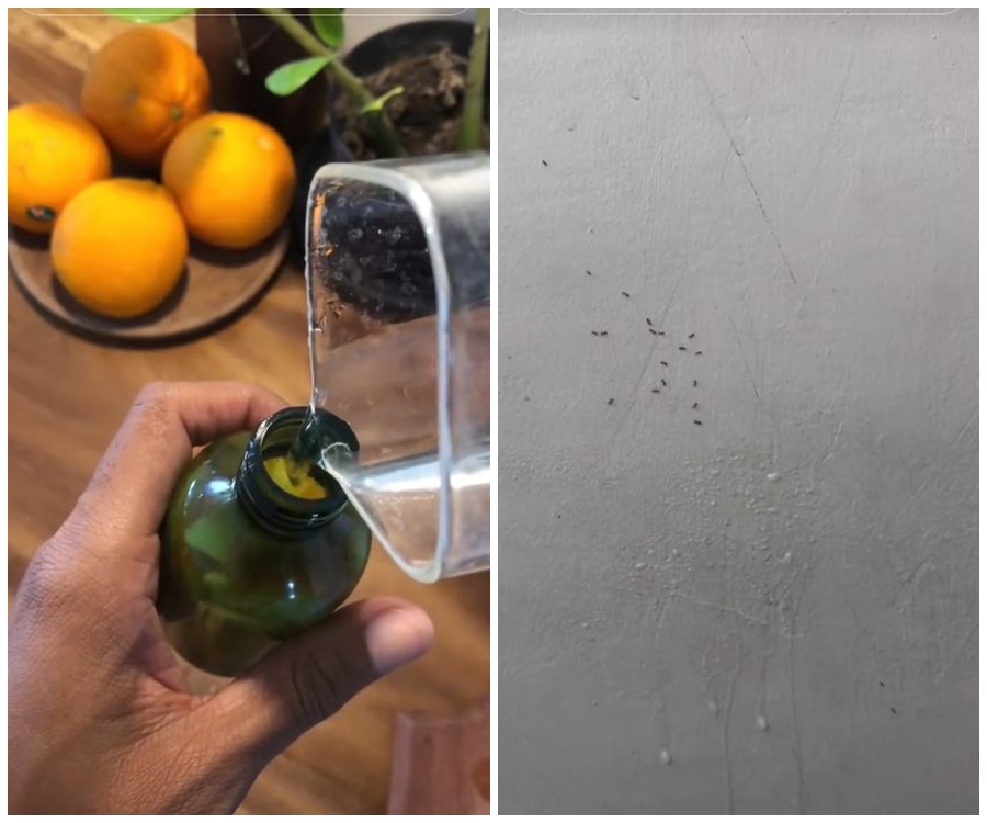 Tanpa campuran kimia, trik mengusir semut pakai 2 bahan dapur ini alami dan ampuh