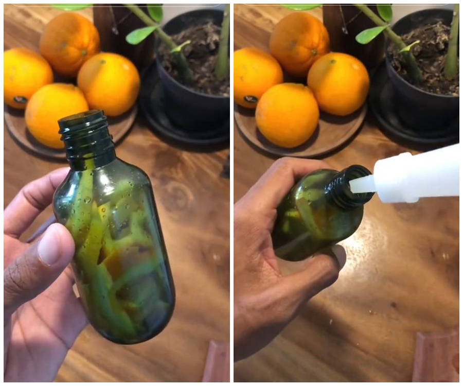 Tanpa campuran kimia, trik mengusir semut pakai 2 bahan dapur ini alami dan ampuh