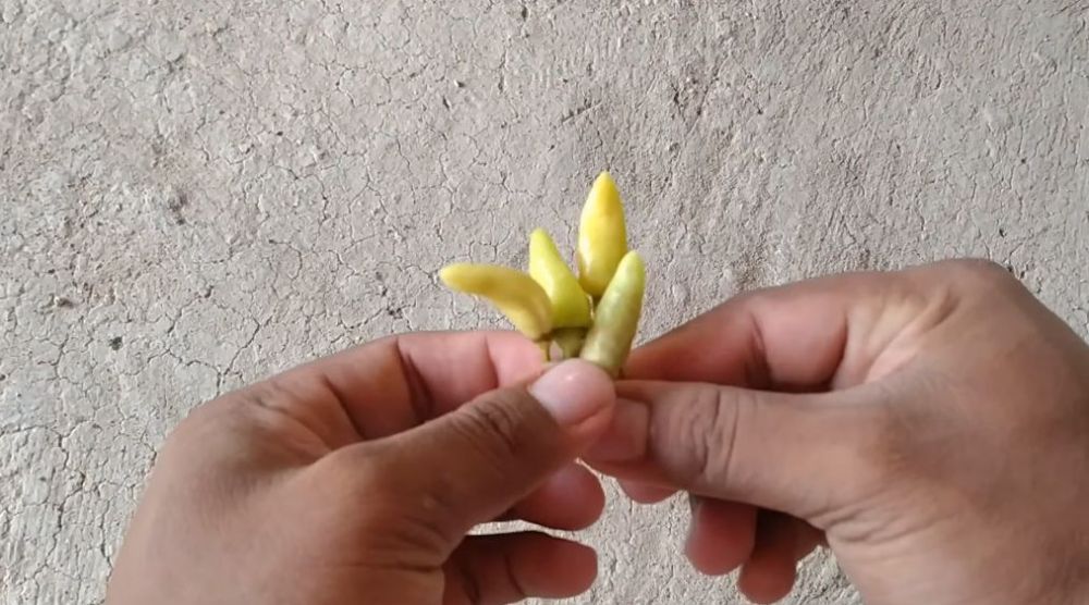 Ampuh tanpa bikin perangkap, ini trik mengusir tikus cuma pakai 1 bahan dapur