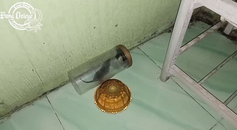 Bukan diberi racun, begini cara sederhana bikin jebakan tikus cuma pakai toples bekas