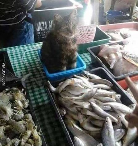 Foto lucu orang tak sengaja terpotret di warung Berbagai sumber