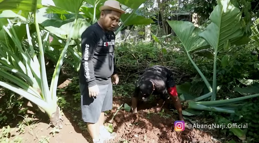 potret kebun bocah pipi tembem © YouTube