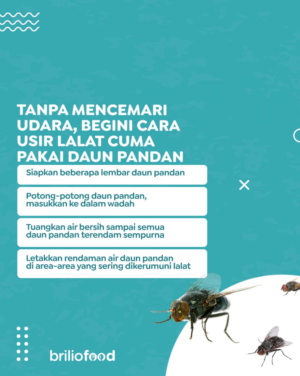 Simpel tanpa asap, ini cara mengusir lalat secara alami cukup pakai 1 bahan dapur