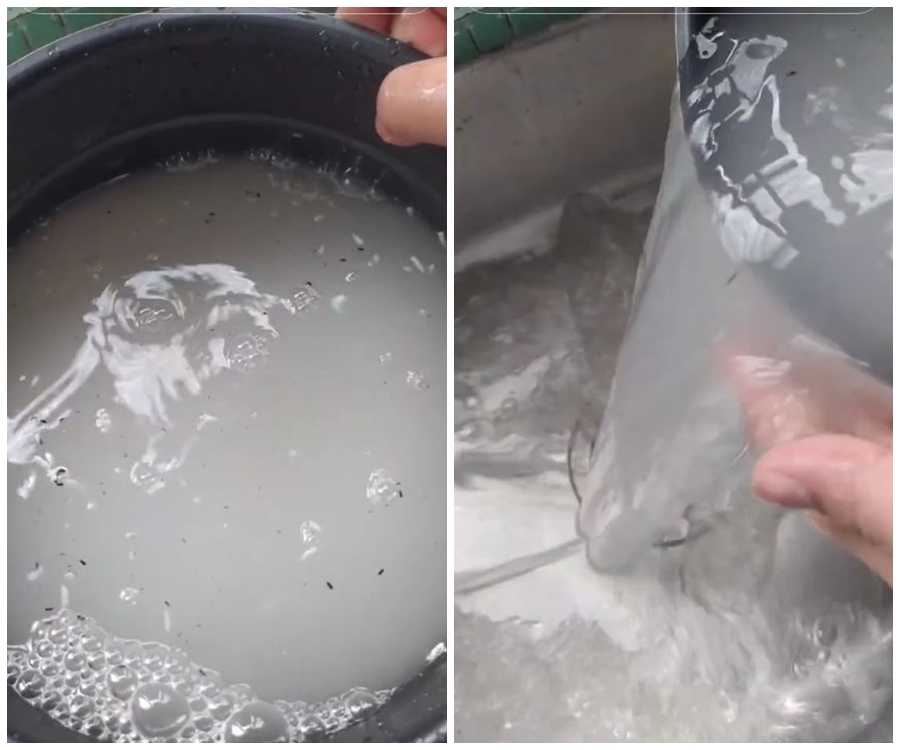 Trik masak beras yang telanjur berkutu ini hasilnya nggak bau apek, cukup pakai 1 jenis daun