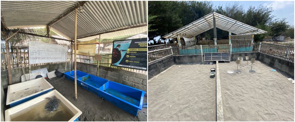 liputan Sarwidi penyelamat penyu © 2023 brilio.net