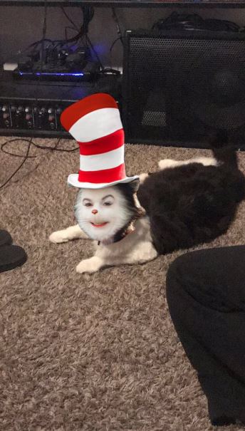 potret kocak kucing pakai filter HP Berbagai sumber