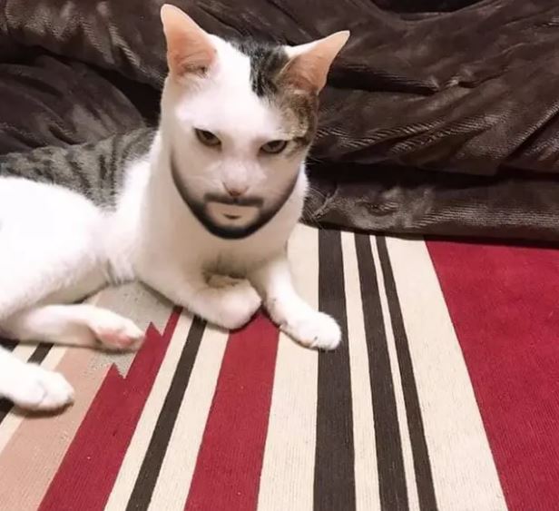 potret kocak kucing pakai filter HP Berbagai sumber