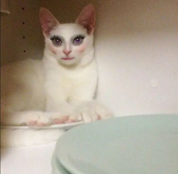 potret kocak kucing pakai filter HP Berbagai sumber