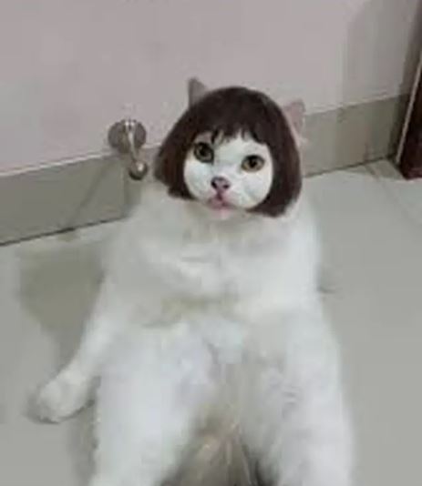 potret kocak kucing pakai filter HP Berbagai sumber