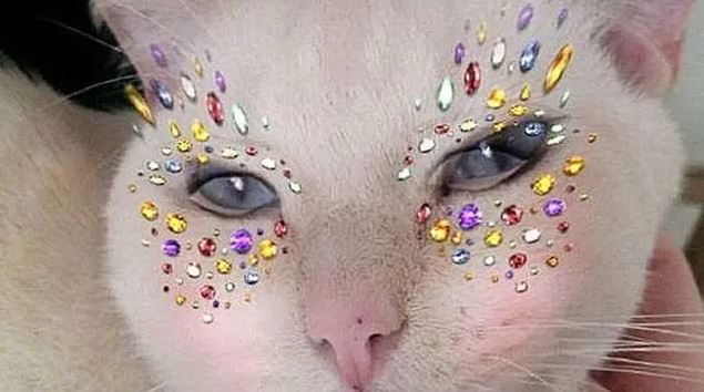 Ketika majikan mencari hiburan, 11 potret kocak kucing pakai filter HP ini cocok jadi bahan tertawaan