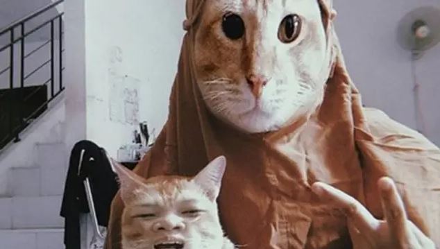 Ketika majikan mencari hiburan, 11 potret kocak kucing pakai filter HP ini cocok jadi bahan tertawaan