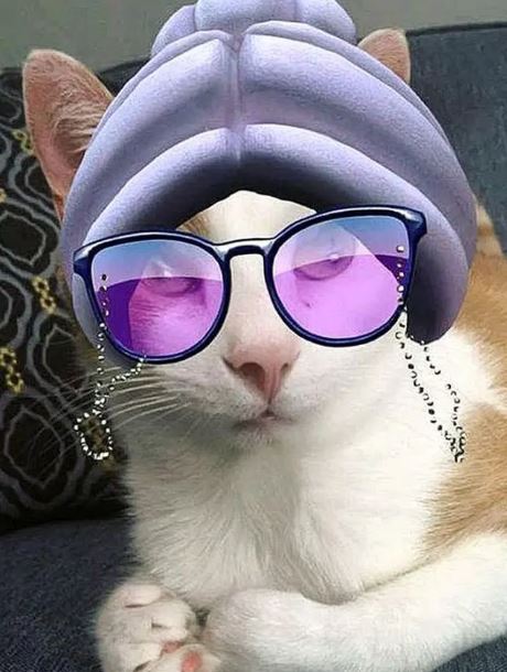 potret kocak kucing pakai filter HP Berbagai sumber