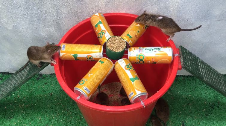Bukan diberi racun, begini cara mudah bikin perangkap tikus cuma modal 1 sampah dapur