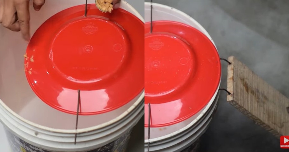 Cara bikin perangkap tikus sederhana, ampuh dengan bantuan 1 alat dan bahan dapur