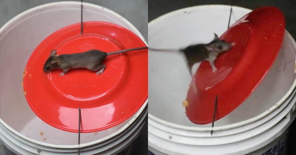 Cara bikin perangkap tikus sederhana, ampuh dengan bantuan 1 alat dan bahan dapur
