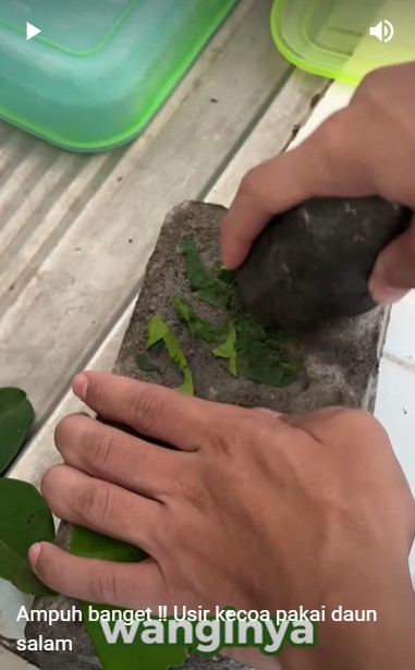 Cara alami basmi kecoak pakai 1 jenis daun rempah ini dijamin ampuh meski tanpa perangkap