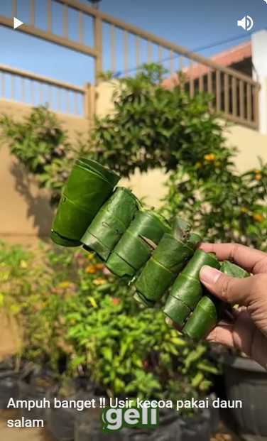 Cara alami basmi kecoak pakai 1 jenis daun rempah ini dijamin ampuh meski tanpa perangkap