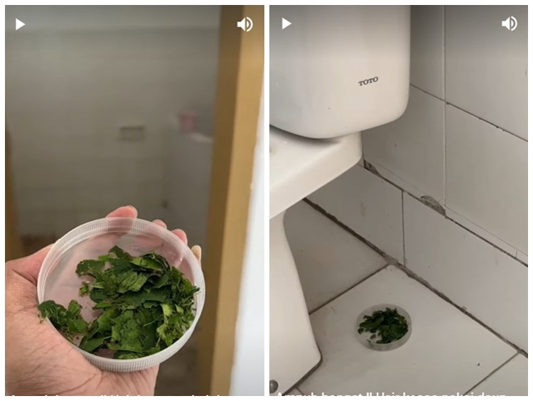 Cara alami basmi kecoak pakai 1 jenis daun rempah ini dijamin ampuh meski tanpa perangkap