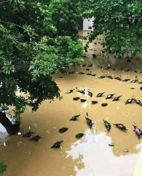 Potret kocak cara orang parkir motor Berbagai sumber