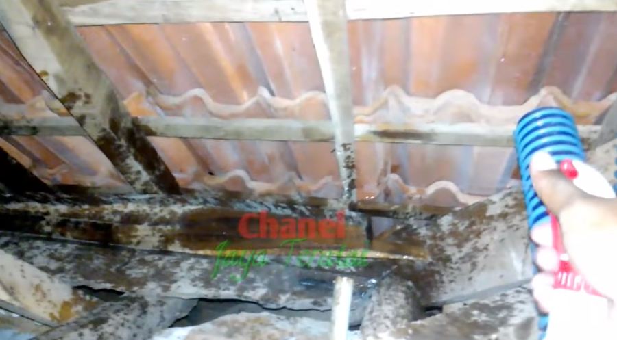 Modal 3 bahan dapur, begini cara mengusir tokek tanpa perlu menyentuh atau bikin perangkap