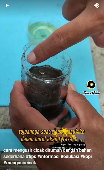 Bukan pakai lada, begini cara bikin perangkap cicak yang alami dan ampuh pakai 3 bahan dapur