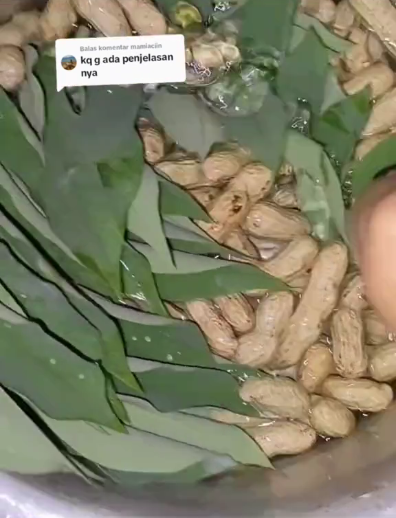 Tanpa dibilas berkali-kali, ini cara merebus kacang tanah agar empuk & kulit bersih pakai 1 jenis daun