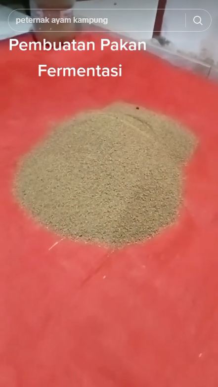 Trik sederhana bikin pakan ayam fermentasi, baik untuk pencernaan ternak