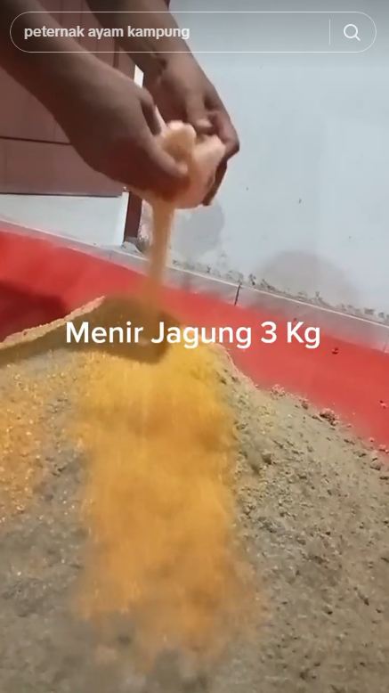 Trik sederhana bikin pakan ayam fermentasi, baik untuk pencernaan ternak