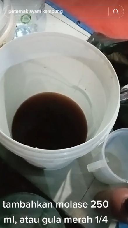 Trik sederhana bikin pakan ayam fermentasi, baik untuk pencernaan ternak