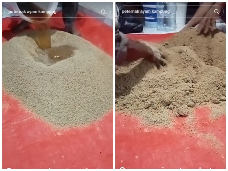 Trik sederhana bikin pakan ayam fermentasi, baik untuk pencernaan ternak