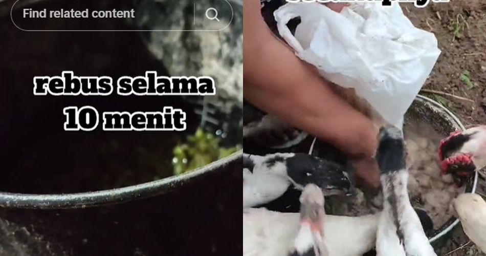 Trik mudah bikin pakan entok dari bahan alami, makin hemat ongkos dan ternak lahap makan