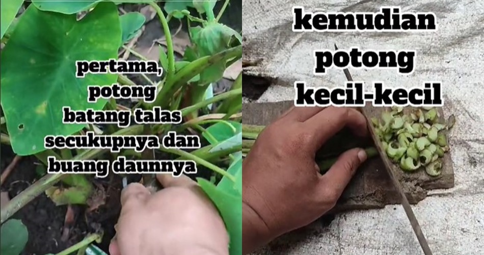 Trik mudah bikin pakan entok dari bahan alami, makin hemat ongkos dan ternak lahap makan