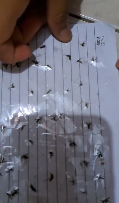 Kelakuan absurd wanita koleksi nyamuk TikTok