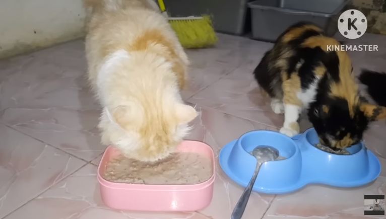 Modal Rp10.000, ini cara bikin makanan kucing agar cepat gemuk dan bulu tebal pakai 1 bahan masakan