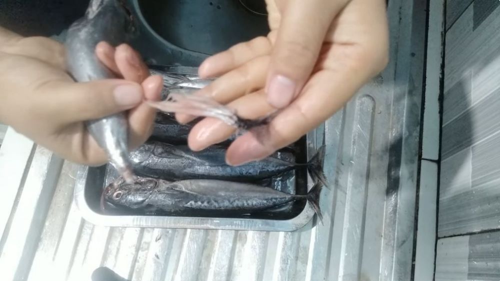 Tak perlu arang, begini cara mudah menghilangkan racun pada ikan tongkol agar lebih aman dikonsumsi