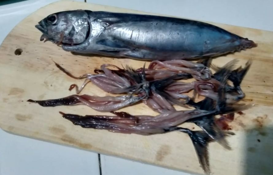 Tak perlu arang, begini cara mudah menghilangkan racun pada ikan tongkol agar lebih aman dikonsumsi