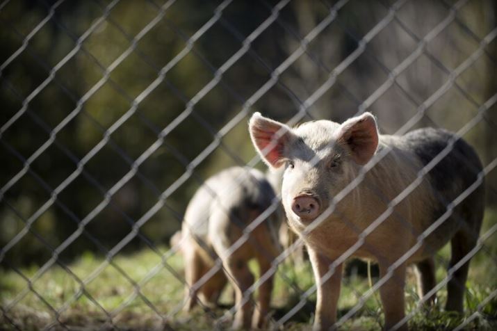 16 Arti mimpi dikejar babi, bisa jadi isyarat adanya kabar bahagia