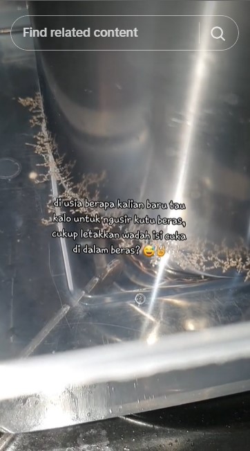 Bukan pakai cabai atau daun salam, ini trik mengusir kutu beras mengandalkan 1 bahan dapur