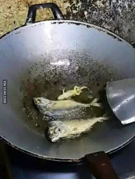 Potret kocak momen apes saat di dapur Berbagai sumber