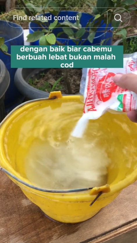Tanpa diberi garam, ini trik merawat tanaman cabai agar subur dan berbuah lebat pakai 1 bumbu dapur